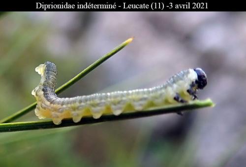 Neodiprion sertifer